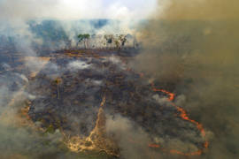 Tragedia forestal en Brasil: se incendia parque con gran población de jaguares