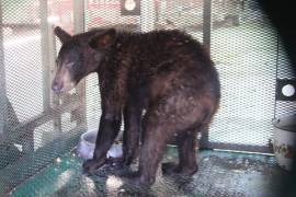 Retornarán a su hábitat a oso atrapado en Sierra Hermosa de Arteaga