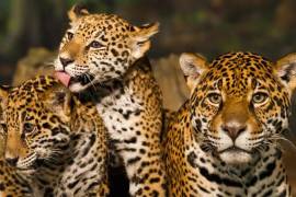El jaguar: especie que estaría en peligro debido a la construcción del Tren Maya