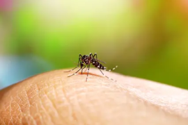 Incremento en casos de dengue urgen medidas de prevención por parte de la Secretaría de Salud, en Morelos.