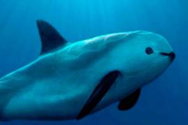 El CITES dio al Gobierno de México hasta el 28 de febrero de 2023, para presentar un plan de acción para proteger a la vaquita marina de la extinción, de lo contrario va a recibir sanciones comerciales.