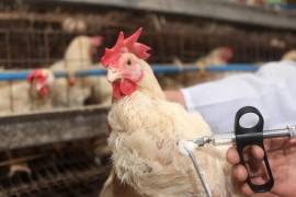 Implementan acciones contra influenza aviar