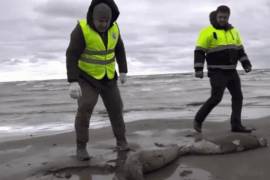 El director del Centro de Protección Ambiental del Caspio, Gapizov, dijo que lo más probable es que las focas murieron hace alrededor de dos semanas. Agregó que no hay señales de que se haya tratado de obra de cazadores.