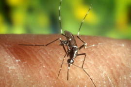 Detectan nueva cepa de zika; podría desatar epidemia en Brasil