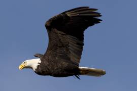 Un águila calva vuela sobre el río Harrison cerca de Harrison Mills, Columbia Británica. AP/Jonathan Hayward/The Canadian Press