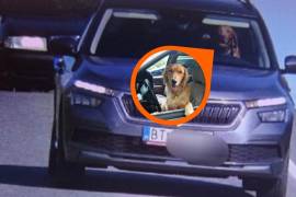 Perro conduce automóvil en carretera de Eslovaquia, policía detiene y multa a su dueño.
