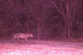 Cinco jaguares y cinco ocelotes se pasean por la selva de Cancún