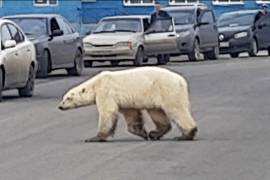 Oso polar turistea en ciudad rusa