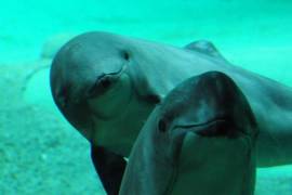 Unesco nombra patrimonio mundial en peligro hábitat de la vaquita marina