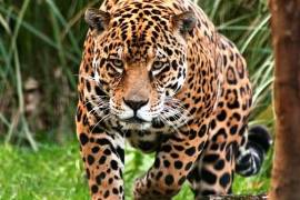 Si el Tren Maya no cumple ley ambiental la mitad de la población de jaguares está en riesgo