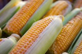 El país consumió 33 millones 815 mil toneladas de maíz blanco y amarillo, de las cuales 17 millones 674 mil se produjeron en México y 16 millones 523 mil toneladas se compraron en el extranjero