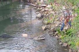 Cocodrilo mató a una mujer que lavaba ropa en laguna de Tampico (video)