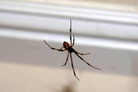Las arañas han vivido en nuestras casas desde el principio de los tiempos y estas son beneficiosas para tu hogar y para tu salud, según la biología.