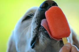 Las paletas de pollo y zanahoria son una combinación sabrosa y saludable para consentir a tu mejor amigo canino en días calurosos.