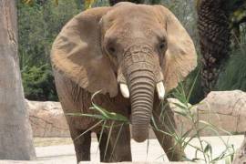 Una jueza federal concedió un amparo para Ely, la elefanta más triste del mundo, para que gobierno de México y de la Ciudad de México brinden tratos óptimos al animal.
