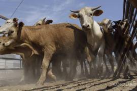 El Gobierno de Coahuila ratificó el compromiso de apoyar al campo, elevar la competitividad y mejorar la calidad genética del ganado Tipo Coahuila.