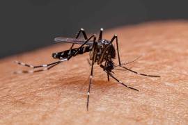 América Latina es una de las regiones del mundo más afectadas por el dengue, enfermedad causada por picadura de mosquitos.