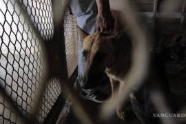 Activistas señalan que el Control Canino Municipal carece de protocolos de desinfección adecuados en sus instalaciones, poniendo en riesgo la salud de los animales rescatados.