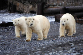 Declaran emergencia en Rusia por invasión de osos polares