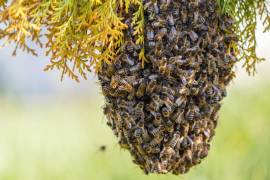 Muere hombre en Sinaloa tras ataque de abejas