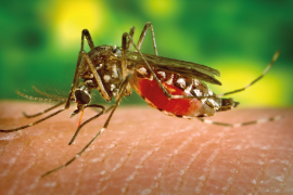 Los casos de dengue se han disparado considerablemente en las últimas semanas.