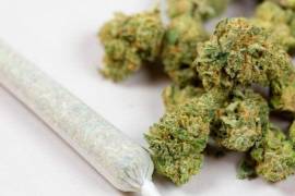 Expertos sostienen que donde se ha legalizado el cannabis se ha detectado un aumento de problemas de salud relacionados con su consumo.