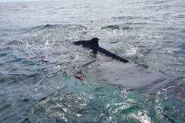 Rescatan a ballena en zona de protección de la vaquita marina