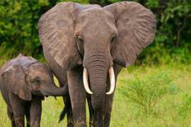 Etiopía: Matan cazadores 19 elefantes