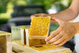 La nueva ley fomentará la cría, cuidado y conservación de las abejas en Coahuila