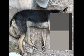 Un usuario en redes sociales denunció la muerte de animales en las calles de Arteaga.