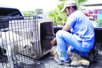 $!Mujer salva del sacrificio a 22 canes en perrera de Saltillo