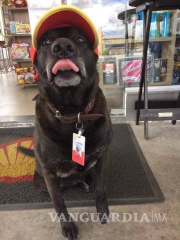$!Perrito abandonado consigue trabajo en gasolinera