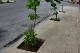 El médico saltillense compartió su obra de reforestación en redes sociales --plantó cuatro encinos--, y retó a los ciudadanos a plantar un árbol.