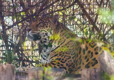 Jaguar perdió la vida por beber agua con altos contaminantes en Zoológico de Morelia; reportan otros siete animales enfermos.
