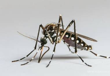 El dengue hemorrágico es el tipo más grave; los casos se mantienen en otoño ante la mayor resistencia del mosquito. El dengue hemorrágico es el tipo más grave; los casos se mantienen en otoño ante la mayor resistencia del mosquito.