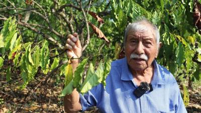 Los productores de café en Tapachula, Chiapas, están preocupados por la sequía que se ha prolongado por meses y amenaza sus cultivos