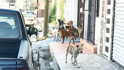 La proliferación de perros en las calles genera múltiples problemas, desde de salud hasta maltrato animal.