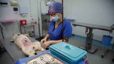 Durante una semana se realizaron 88 cirugías en perros y gatos; cada vez se consolida más el cuidado animal.
