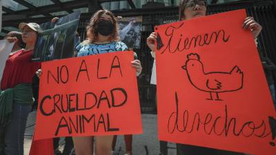 Activistas defensores de los animales protestan a las afueras del Senado de la República este jueves, en la Ciudad de México, México.