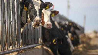 Vacas lecheras alimentadas a través de una reja en una granja de lácteos en el valle de Yakima en Washington, el 28 de noviembre de 2023.