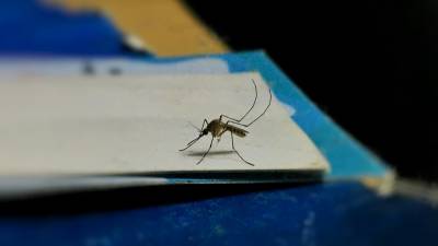 La susceptibilidad a las picaduras de mosquitos es una combinación de factores biológicos y del comportamiento.