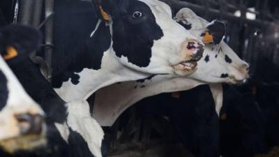 La OMS sigue de cerca los casos en Estados Unidos después de que el 1 de abril fuera notificada de un caso de H5N1 en un trabajador de una granja de producción lechera de Texas