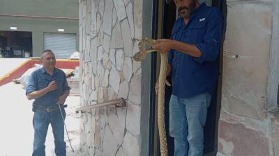 Protección Civil se llevó al Museo del Desierto de Saltillo a la víbora.