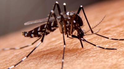 Suman 82 casos de dengue en Tamaulipas.