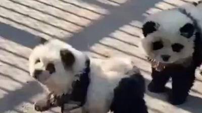 A los perros de raza chow chow se les cortó el pelaje antes de agregarle tinte blanco y negro en la cara y el cuerpo con el fin de atraer multitudes en su debut el pasado primero de mayo