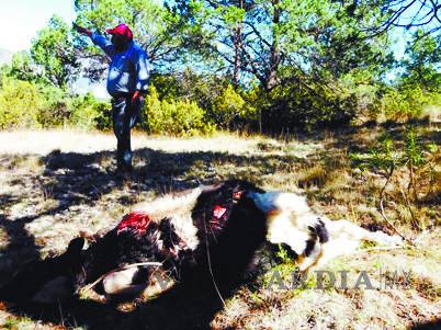 $!Ataca oso en Arteaga: mata a un becerro