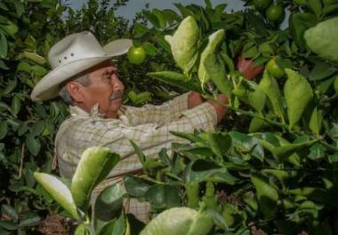 El precio del limón se rige por la oferta y la demanda, pero en los últimos años su precio se ha mantenido en picada. El precio del limón se rige por la oferta y la demanda, pero en los últimos años su precio se ha mantenido en picada.