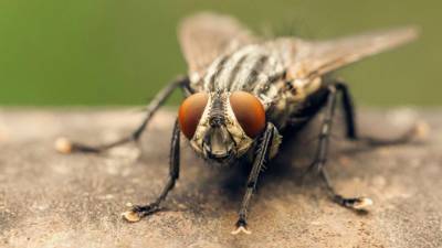 Hay más moscas en verano no sólo por la buena temperatura, sino porque los alimentos que consumimos se pudren con mayor rapidez.