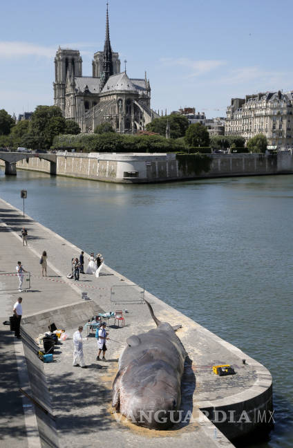 $!Encalla un &quot;cachalote&quot; en el borde del río Sena en París