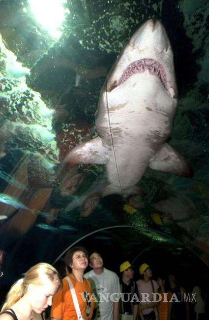 $!Un tiburón que vive 400 años y otras curiosidades que parecen un cuento, pero son verídicas